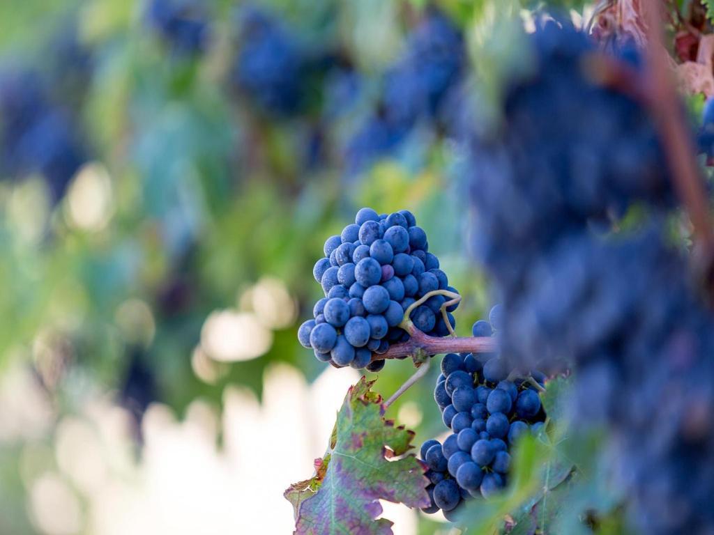 Agriturismo Il Sapore Della Luna Monteprandone Luaran gambar