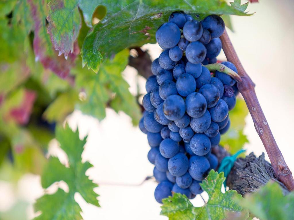 Agriturismo Il Sapore Della Luna Monteprandone Luaran gambar